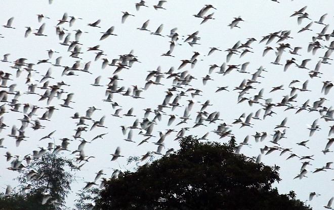 Cụ ông 85 tuổi bảo vệ 7.000 con chim Ảnh 2