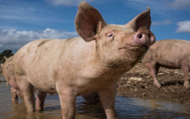 Thanh niên 18 tuổi chết vì ấu trùng sán lợn ‘làm tổ’ trong não Ảnh 2