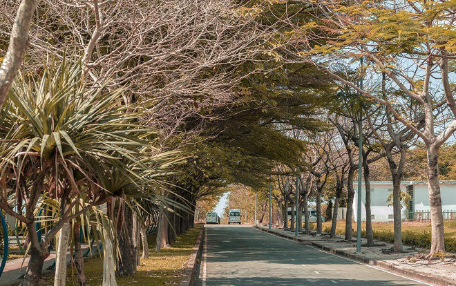 Ngắm nhìn 'những con đường tình yêu' rợp bóng cây, êm ả như chiều thu Đà Lạt tại Đại học Khoa học Tự Nhiên Ảnh 2