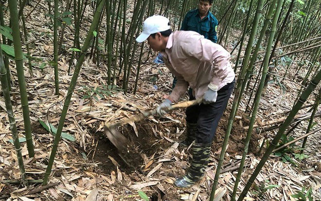 Bí ẩn loài chuột khổng lồ rừng tây Yên Tử: Cuộc săn lùng lúc mờ sáng Ảnh 2