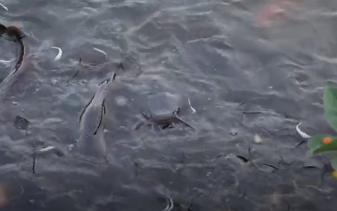 Đàn cá trê đen dài nửa mét trong công viên ở Sài Gòn Ảnh 2