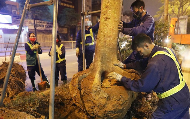 Công nhân trắng đêm thay thế cây xanh sâu mục ở Hà Nội Ảnh 2