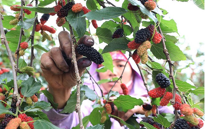 Người dân thu hoạch dâu chín ở ngoại thành Hà Nội Ảnh 2