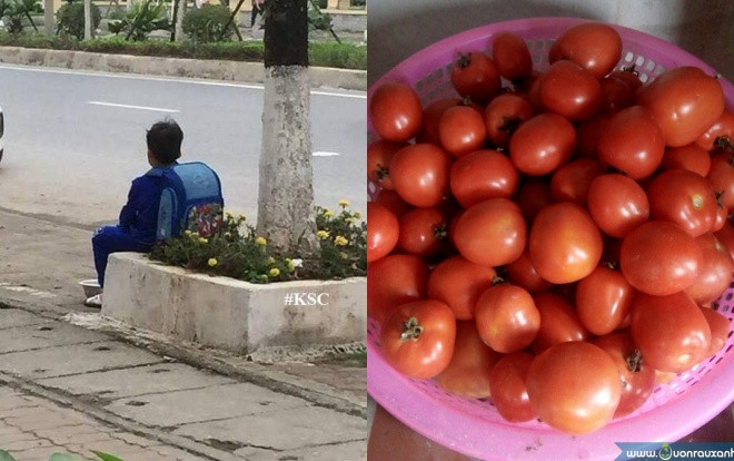 Giận mẹ, cậu bé xếp quần áo đi bụi còn mang theo rổ cà chua ra đầu ngõ để… 'khởi nghiệp' với giá 500k/quả Ảnh 2