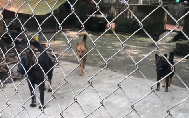 Chuyển đàn chó dữ gần 10 con cắn chết bé trai 7 tuổi về trụ sở công an Ảnh 2