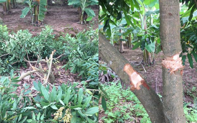 Gia chủ xót xa nhìn hơn 70 gốc nhãn bị kẻ gian chặt ngang thân trong đêm Ảnh 2