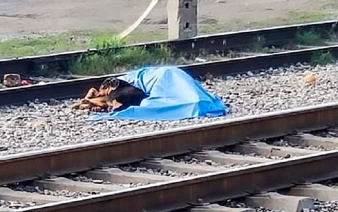 Chủ nhân bị tàu đâm chết, chú chó nằm lì ở bên cạnh một bước cũng không rời Ảnh 2