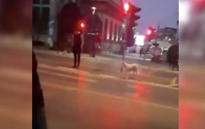 Giữa đám đông vượt đèn đỏ, hành động của chú chó thông minh khiến nhiều người xấu hổ Ảnh 2