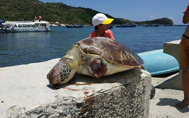 Cá thể Rùa Xanh nặng khoảng 20kg chết trôi dạt vào bờ, 2 vây trước đã bị chặt đứt Ảnh 2