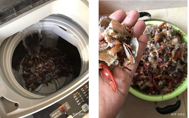 Rủ nhau học cách rửa tôm hùm bằng máy giặt, hai vợ chồng nhận cái kết… không thể đau lòng hơn Ảnh 2