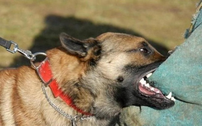 Chơi ở nhà bác họ, bé trai 11 tuổi ở Sơn La bị chó cắn tử vong sau 3 tháng cứu chữa Ảnh 2