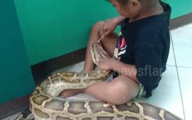 'Hú hồn' cảnh bé gái 3 tuổi chà nướu cho con trăn dài 4,5 mét Ảnh 2