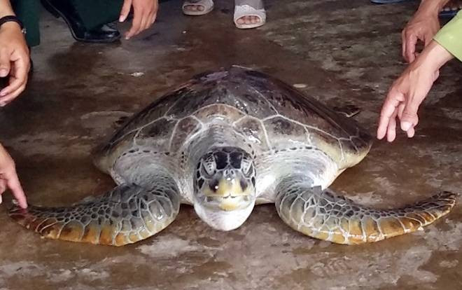 Cà Mau: Liên tiếp thả rùa biển quý hiếm về đại dương Ảnh 2