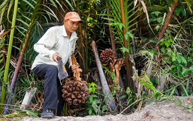Lội vào đầm lầy hái dừa nước ở ngoại thành Sài Gòn Ảnh 2