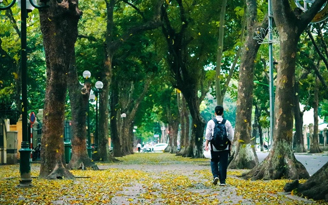 Đẹp ngỡ ngàng mùa sấu thay lá đổ vàng rực cả con đường lãng mạn nhất Hà Nội Ảnh 2