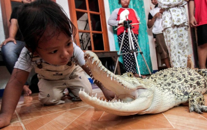 Bé gái 3 tuổi tắm, chơi và ngủ với cá sấu cưng mỗi ngày, còn có 'bạn' là trăn, bọ cạp Ảnh 2