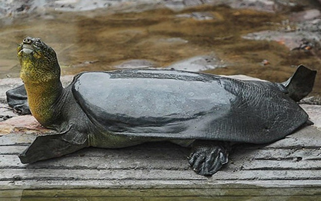 Rùa mai mềm chết ở Trung Quốc, thế giới chỉ còn 3 con cùng loài cụ rùa hồ Gươm Ảnh 2