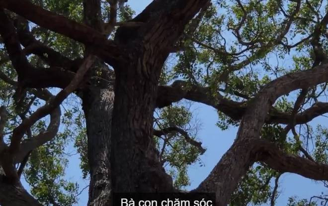 Cây sao 700 tuổi trong ngôi chùa Khmer ở miền Tây Ảnh 2