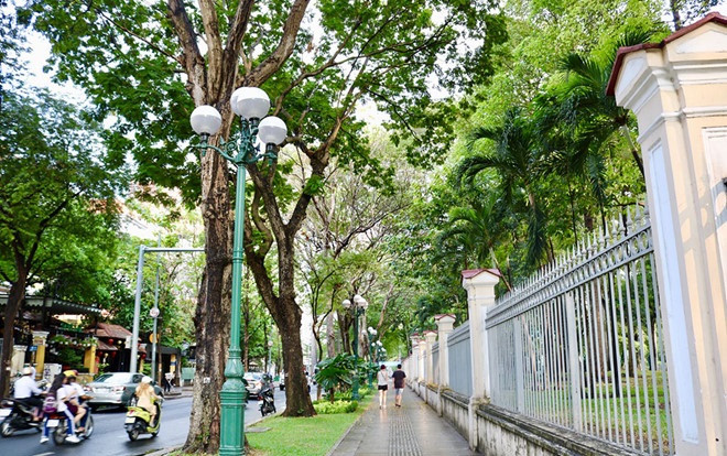 Sài Gòn nắng vỡ đầu: Những hàng cây cổ thụ 'dang tay làm máy điều hòa' Ảnh 2
