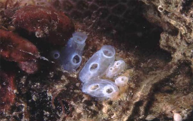 Phát hiện sinh vật chưa từng thấy ở đáy sâu nhất Ấn Độ Dương Ảnh 2