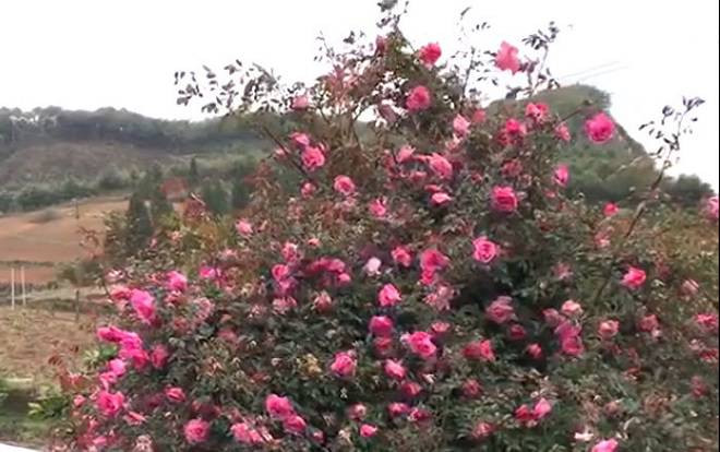 Cây hoa hồng khổng lồ trên đỉnh núi: Nở ngàn bông, 150 triệu không bán Ảnh 2