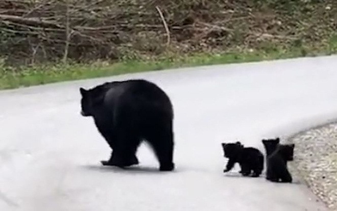 Video: Tan chảy với hình ảnh gấu mẹ dẫn đàn con lon ton qua đường Ảnh 2