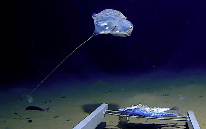 Phát hiện loài sứa chưa từng được biết đến dưới độ sâu 7.000 mét Ảnh 2