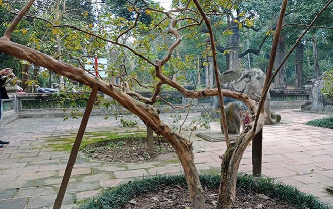 Cận cảnh cây ổi biết 'cười', cây đa 300 năm di chuyển một lần 'độc nhất' Việt Nam Ảnh 2