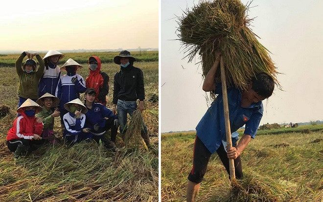 Cả lớp ra đồng gặt lúa giúp bạn, phụ huynh cũng góp tay Ảnh 2