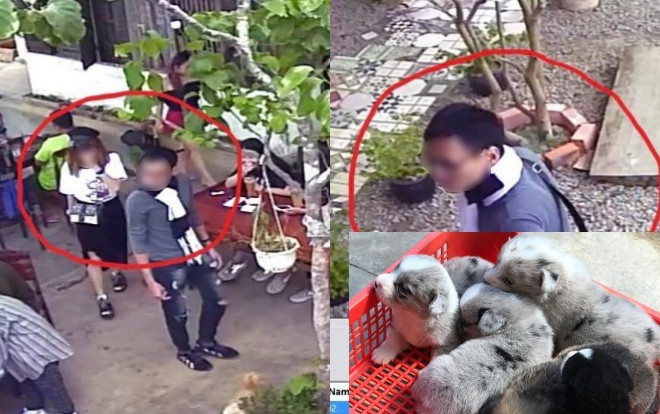 Đi chơi lễ, đôi nam nữ tiện tay… bế trộm chó Corgi hơn 10 triệu đồng ở Đà Lạt khiến dân mạng truy lùng ráo riết Ảnh 2