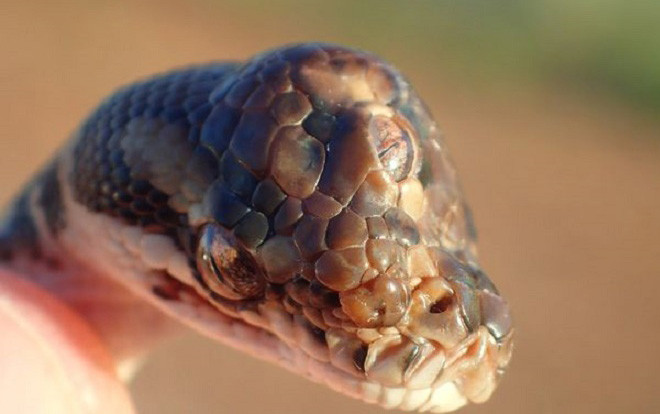 Phát hiện rắn 3 mắt kỳ dị chưa từng thấy trên đường cao tốc ở Úc Ảnh 2