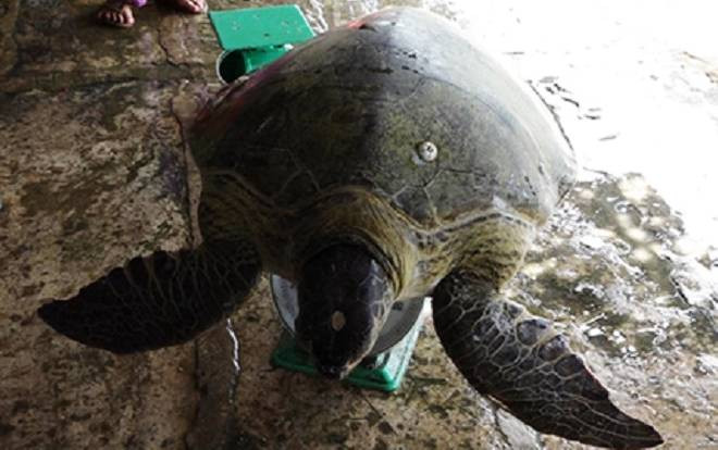 Vích 80 kg quý hiếm mắc lưới ngư dân miền Tây Ảnh 2