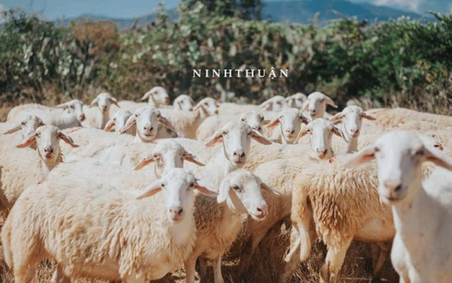 Có một Ninh Thuận 'nắng thật, nhưng cũng đẹp thật' qua bộ ảnh chụp vội của travel blogger Sơn Đoàn Ảnh 2