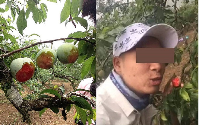 Nhóm thanh niên cắn dở vườn mận ở Mộc Châu rồi chụp hình khoe 'chiến tích' lên mạng Ảnh 2