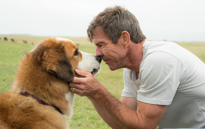 A Dog's Journey: Hành trình mới của Bailey lấy đi vô vàn nước mắt từ khán giải Ảnh 2