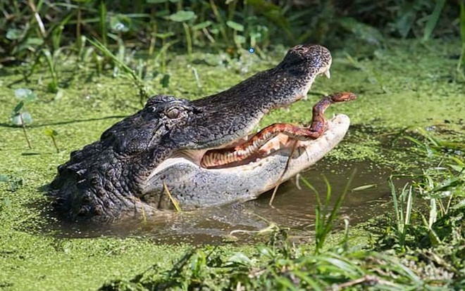Rắn vùng vẫy thoát khỏi bộ hàm sắc nhọn của cá sấu đói và cái kết nghẹt thở Ảnh 2