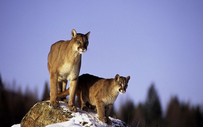 Bắn chết 3 con sư tử núi, 3 thanh niên lĩnh cái kết thích đáng Ảnh 2