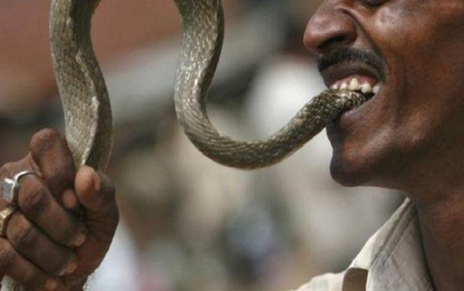 Tức điên vì bị rắn độc cắn, cụ ông 70 tuổi cắn lại rắn và cái kết Ảnh 2