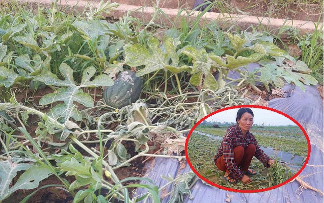 Người dân chết lặng khi 5 sào dưa hấu bị kẻ gian phá hoại Ảnh 2