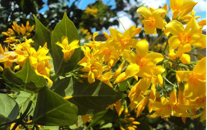 Hái nhầm lá ngón về nấu canh đãi khách, 4 người nhập viện trong tình trạng nguy kịch Ảnh 2