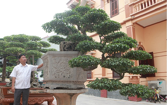 Kỳ lạ sanh cổ 'mọc ngược' giá gần 5 tỷ đồng Ảnh 2