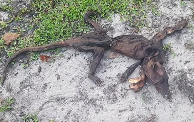 Đang thong dong đi dạo trong vườn, người phụ nữ lăn ra chết giấc khi thấy một thứ kinh dị Ảnh 2