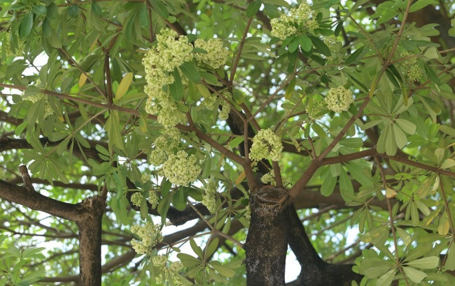 Người Hà Nội ngỡ ngàng khi hoa sữa bung nở giữa nắng gắt của mùa hè Ảnh 2