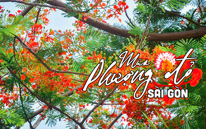 Sài Gòn, mùa hè, phượng đỏ và những chia xa… Ảnh 2