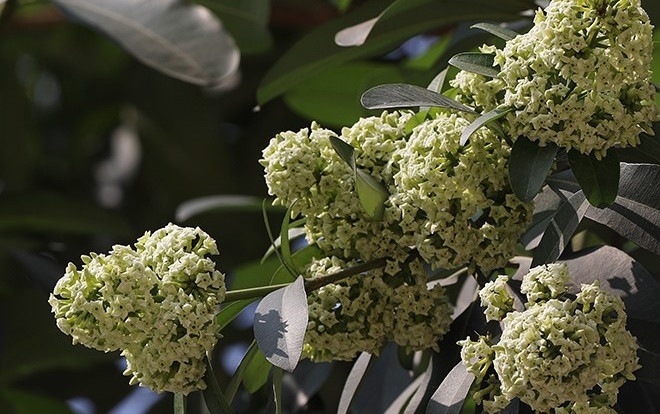 Vì sao hoa sữa Hà Nội nở trái mùa? Ảnh 2