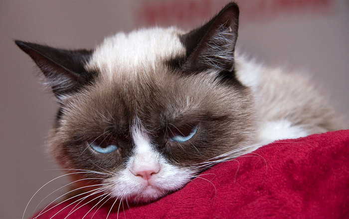 Cô mèo Grumpy Cat với Instagram có hơn 8 triệu người theo dõi vừa qua đời Ảnh 2