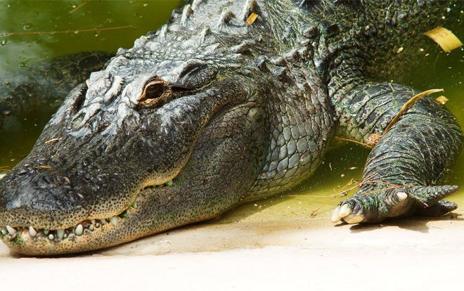 Người đàn ông tử vong do bị cá sấu cắn đứt dương vật Ảnh 2