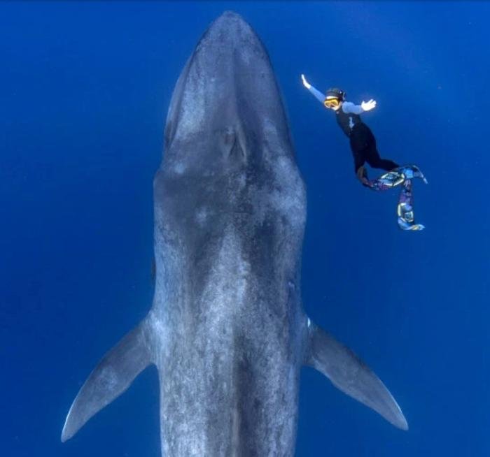 An encounter between a diver and a blue whale