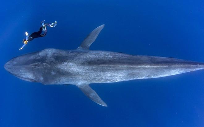 Cuộc chạm trán giữa thợ lặn và cá voi xanh hơn 30 mét trong những bức hình tuyệt đẹp Ảnh 2