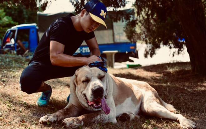 Chú chó Alabai nặng hơn 100kg đột ngột chết do sốc nhiệt khiến nhiều người tiếc nuối Ảnh 2